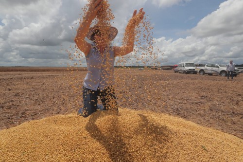 Você está visualizando atualmente Safra de 2020 registra aumento na produção de arroz e soja no Amazonas