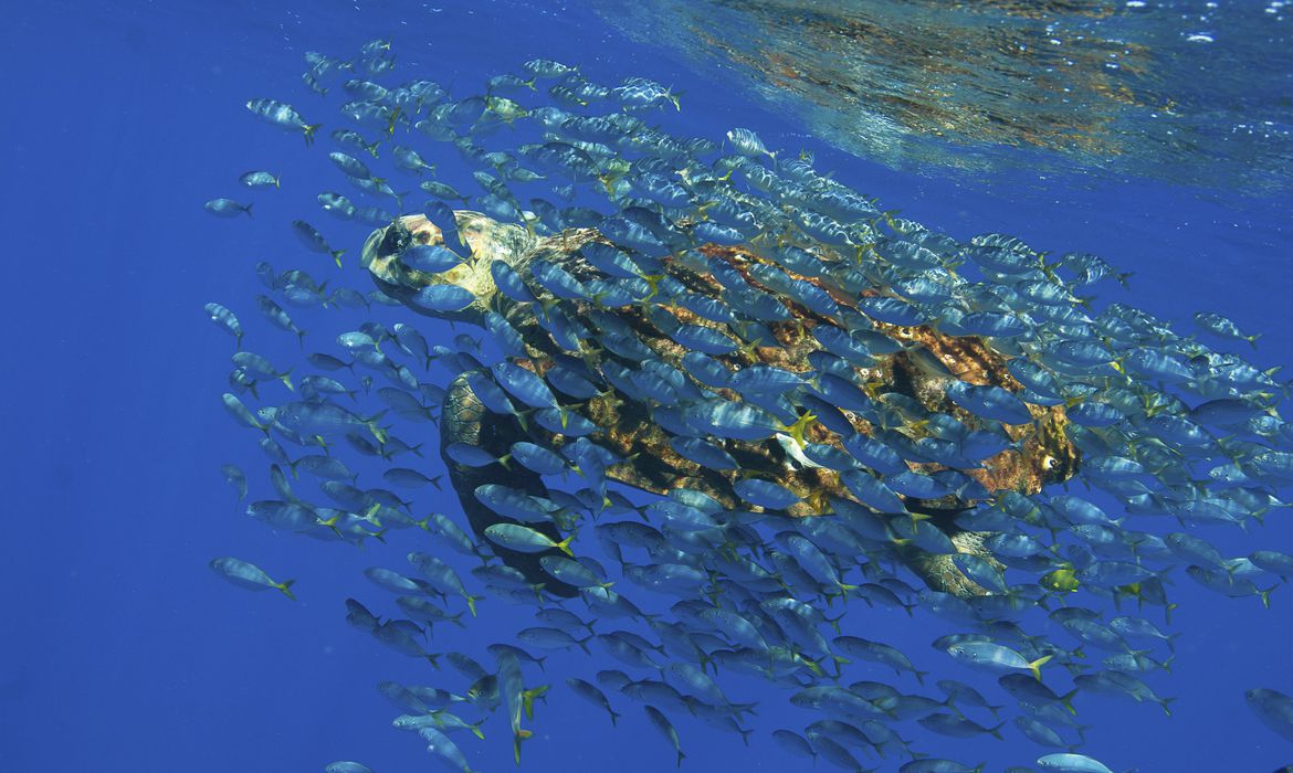 Leia mais sobre o artigo Academia Brasileira de Ciências lança documento em defesa de oceanos