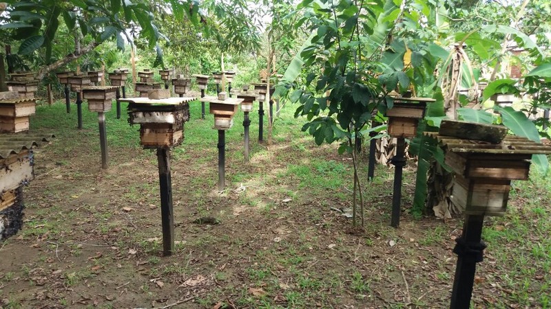 Leia mais sobre o artigo Nova resolução fortalece cadeia produtiva do mel no Amazonas