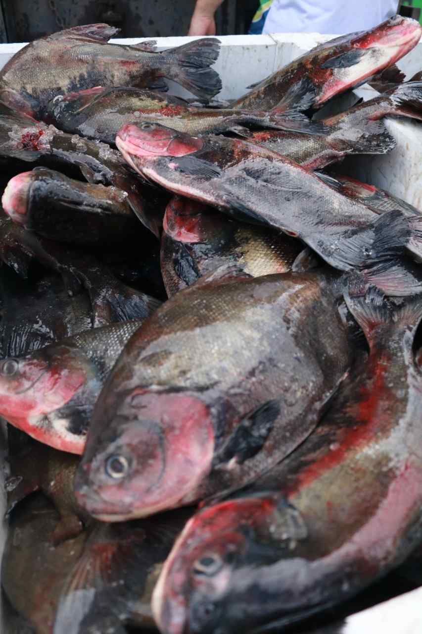 Leia mais sobre o artigo Feirão do Pescado do Governo do Amazonas 