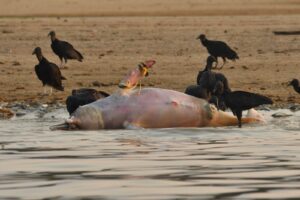 Leia mais sobre o artigo Carcaças de botos foram encontradas no Lago Tefé – Monitoramento mostra que a água chegou até 38°