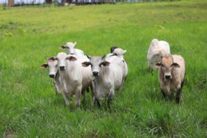 Leia mais sobre o artigo Adaf reforça importância da vacinação contra raiva em herbívoros em seis municípios do estado