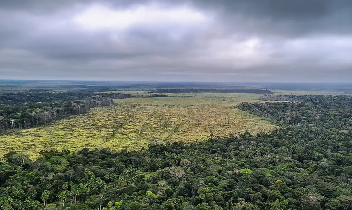 Você está visualizando atualmente Desmatamento na Amazônia cai 60% em janeiro deste ano