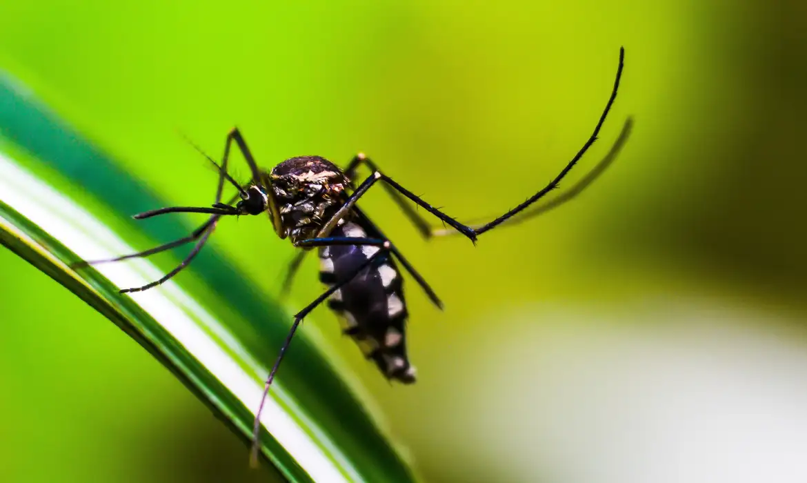 Você está visualizando atualmente Dengue: Anvisa vai priorizar registro de dispositivos para diagnóstico