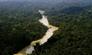 Leia mais sobre o artigo Dia da Amazônia: famílias criam modelo de negócio com restauração