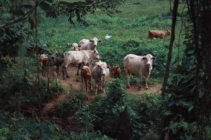 Leia mais sobre o artigo Carne Legal: MPF firma termo de compromisso com fazenda em Lábrea (AM)