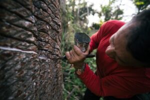 Leia mais sobre o artigo Lançamento de cartilha sobre boas práticas do manejo da borracha nativa da Amazônia