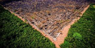 Você está visualizando atualmente Brasil tem em média 95 milhões de hectares a espera de ações de restauração e pagamento por serviços ambientais