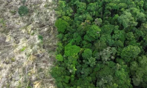 Leia mais sobre o artigo Flávio Dino dá prazo de 60 dias para Amazônia e Pantanal aderirem ao Sinaflor