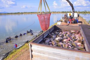 Leia mais sobre o artigo Setor da Engenharia de Pesca ganha projeção e valorização com homenagens e premiações