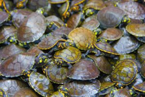 Leia mais sobre o artigo Ipaam autoriza transporte de quelônios criados em manejo comunitário para comercialização em Carauari