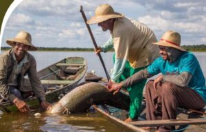 Leia mais sobre o artigo IBAMA autoriza manejo de 19.405 pirarucus em Mamirauá no Amazonas
