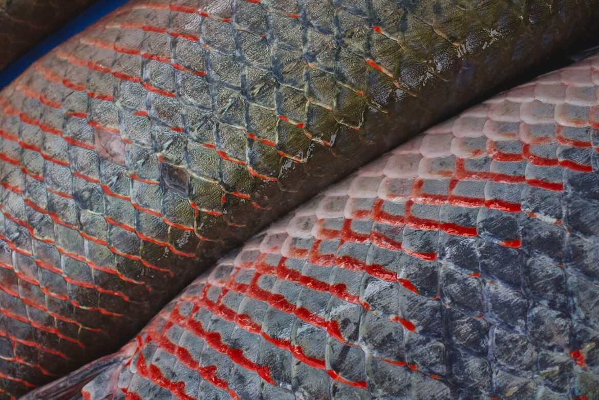 No momento, você está visualizando MMA, KfW e FAS lançam edital de R$ 70,2 milhões para criação de Núcleos de Desenvolvimento da Sociobioeconomia na Amazônia