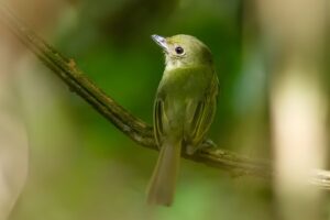 Leia mais sobre o artigo Em Eirunepé, MPAM apura possível criação e comercialização irregular de aves silvestres